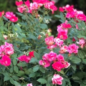 Meet your Posher, Ari